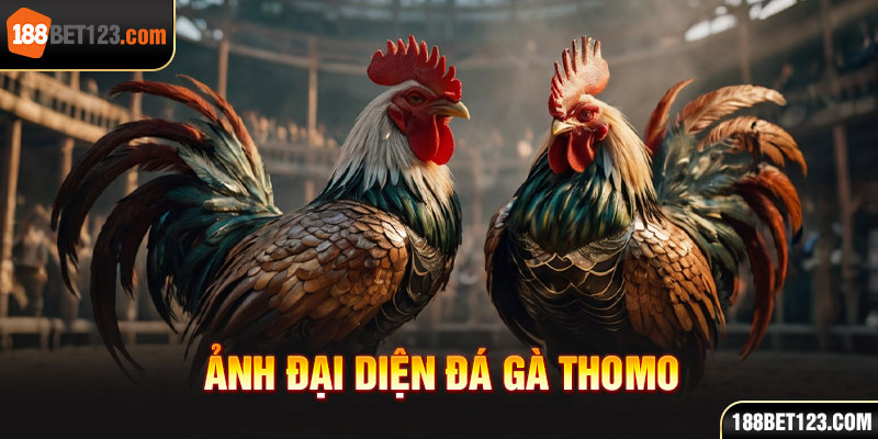 ảnh đại diện đá gà thomo